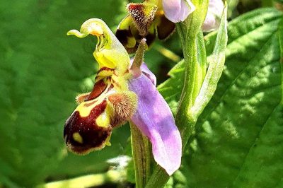 Foto Bienen-Ragwurz (Ophrys apifera)