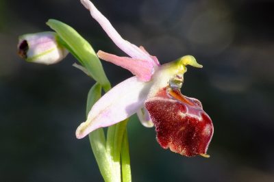 Foto Zierliche Ragwurz (Ophrys elegans) in Tatlisu in Nordzypern