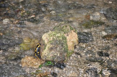 Foto Feuersalamander in der Fränkischen Schweiz