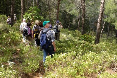 Foto Durch Zistrosen-Gebüsch im Gebirgskiefernwald