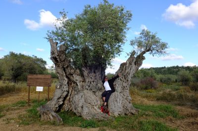 Foto Uralter Ölbaum in Nordzypern