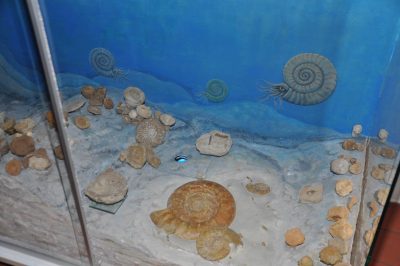 Foto Fossilien aus dem tropischen Jurameer im Museum Tüchersfeld