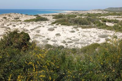Foto Sanddünen-Vegetation in Nordzypern