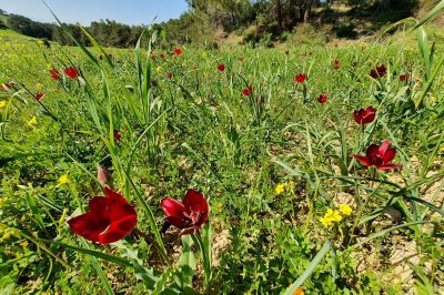 Foto Endemische zyprische Wildtulpe (Tulipa cypria)