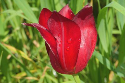 Foto Blüte der zyprischen Wildtulpe (Tulipa cypria)