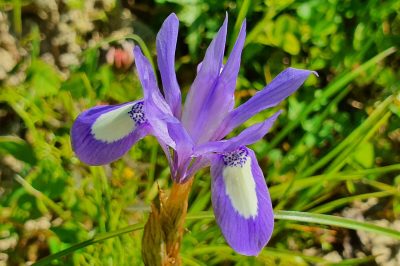 Foto Mittags-Schwertlilie (Moraea sisyrinchium)