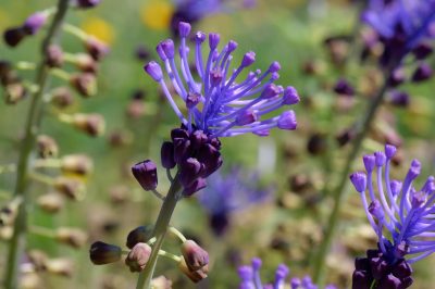 Foto Schopfige Trauben-Hyazinthe (Muscari comosum)