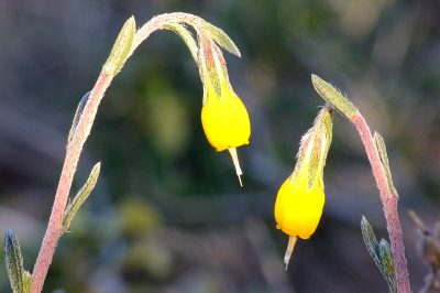 Foto Srrauch-Lotwurz (Onosma fruticosum)