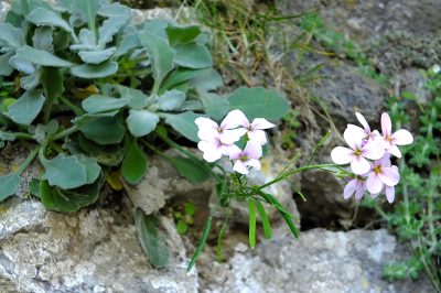 Foto Zyprische Gänsekresse (Arabis capria) ist endemisch an der Burg St. Hilarion