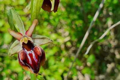 Foto Busen-Ragwurz (Ophrys sphegodes ssp. mammosa)