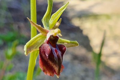 Foto Busen-Ragwurz (Ophrys sphegodes ssp. mammosa var. transhyrcana)