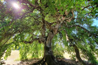 Foto Süntelbuche (Fagus sylvatica var. Süntelensis)