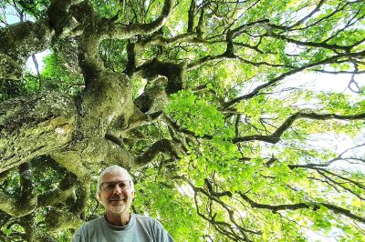 Foto Reiseleiter Eberhard Seliger unter dem Dach der Süntelbuche