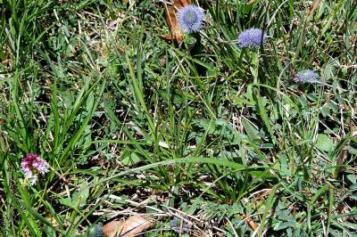 Foto Kugelblume (Globularia) und Brand-Knabenkraut (Orchis ustulata)