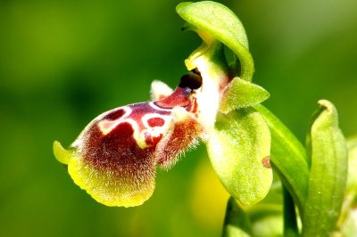 Foto Gelbrandige Ragwurz (Ophrys flavomarginata)