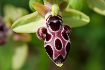 Foto Kotschys Ragwurz (Ophrys kotschyi)