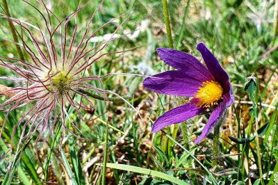 Foto Kühchenschelle Pulsatilla vulgaris