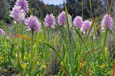 Foto Italienisches Knabenkraut (Orchis italica)