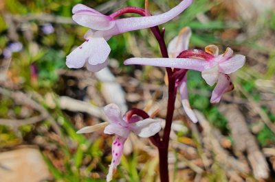Foto Anatolisches Knabenkraut (Orchis anatolica)