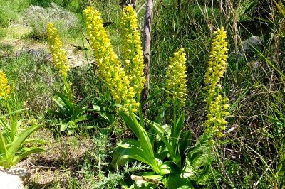 Foto Punktiertes Knabenkraut (Orchis punctulata)
