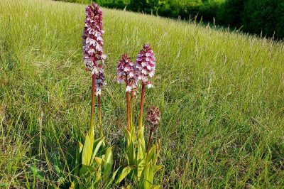 Foto Purpur-Knabenkraut (Orchis purpurea) am Kuttenberg