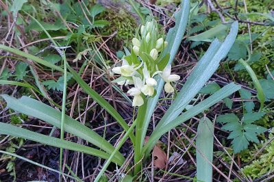 Foto Römisches Knabenkraut (Dactylorhiza romana ssp. romana)