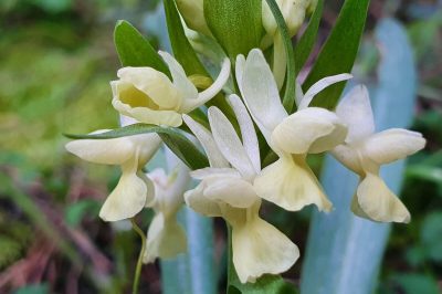 Foto Blüten-Detail Römisches Knabenkraut (Dactylorhiza romana ssp. romana)