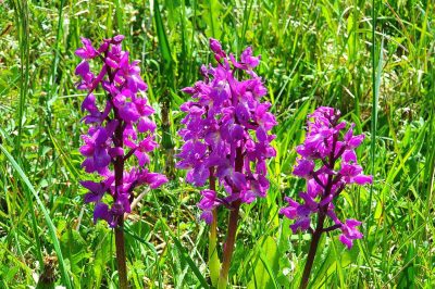 Foto Manns-Knabenkraut (Orchis mascula) im Seidenbachtal