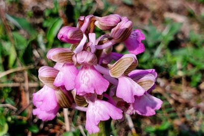Foto Blüten-Detail Kleines Knabenkraut (Orchis morio)
