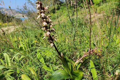 Foto Roberts Mastorchis (Himantoglossum robertianum)