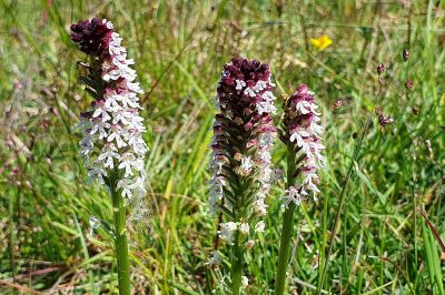Foto Brand-Knabenkraut (Orchis ustulata) am Hönselberg