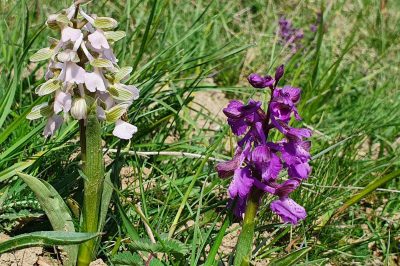 Foto Kleines Knabenkraut (Orchis morio)