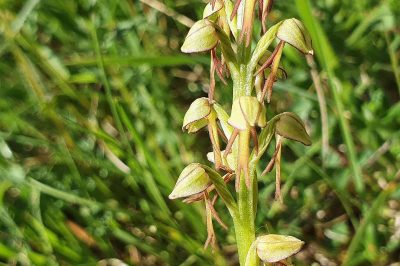 Foto 'Hängender Mensch' (Orchis anthropophora)