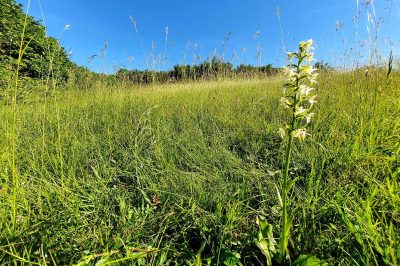 Foto Grünliche Waldhyazinthe (Platanthera chlorantha) am Kuttenberg