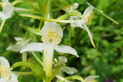 Foto Blüten-Detail Grünliche Waldhyazinthe (Platanthera chlorantha)
