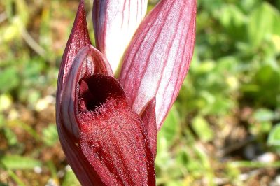 Foto Levantinischer Zungenstendel (Serapias orientalis ssp. levantina)