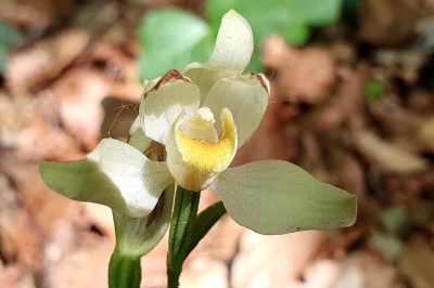 Foto Weißes Waldvögelein (Cephalanthera damasonium) im Seidenbachtal