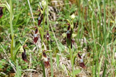 Foto Fliegen-Ragwurz (Ophrys insectifera) am Hönselberg