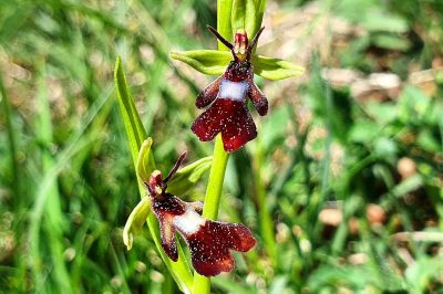 Foto Blüten-Detail Fliegen-Ragwurz (Ophrys insectifera)