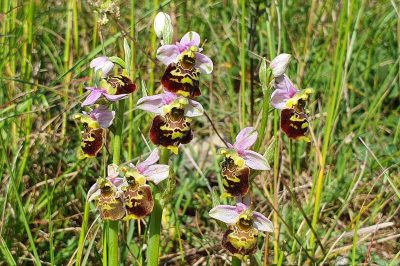 Foto Hummel-Ragwurz (Ophrys holoserica)