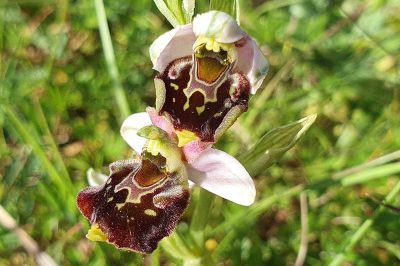 Foto Blüten-Detail Hummel-Ragwurz (Ophrys holoserica)