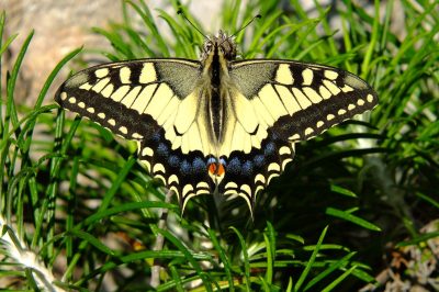 Foto Schwalbenschwanz (Papilio machaon) an der Burg Kantara