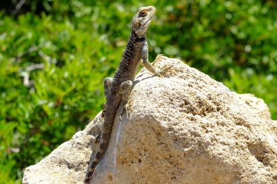 Foto Hardun (Stellagama stellio)