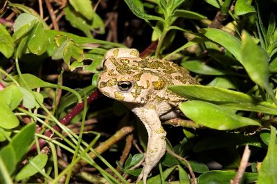Foto Wechselkröte (Bufo viridis)
