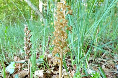 Foto Vogel-Nestwurz (Neottia nidus-avis) im Seidenbachtal