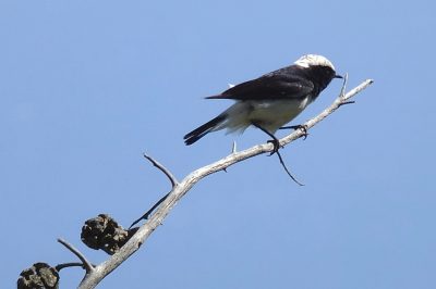 Foto Zypern-Steinschmätzer (Oenanthe cypriaca)