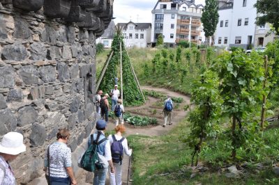 Foto Essbare Stadt Andernach - Kohlrabi statt Krokus im Stadtbild