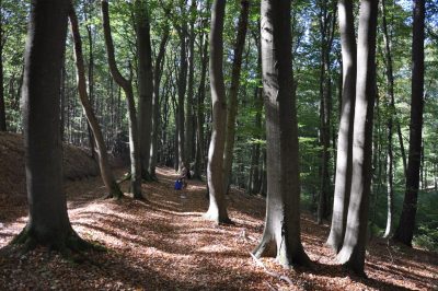 Foto Buchenwald auf dem Ringwall des Laacher Sees