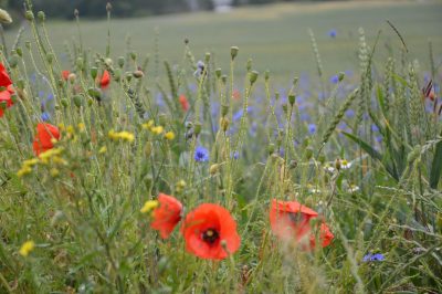 Foto Mohn und Kornblumen im Getreideacker sind typisch im Biosphären-Reservat Südost-Rügen