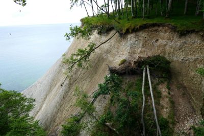 Foto Langsam abstürzende Buchen an der Jasmunder Kreideküste